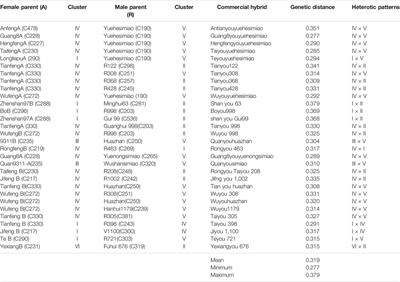 Identification of Heterotic Groups and Patterns Based on Genotypic and Phenotypic Characteristics Among Rice Accessions of Diverse Origins